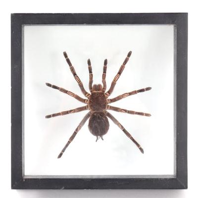 Lot 398 wonderful mounted tarantula