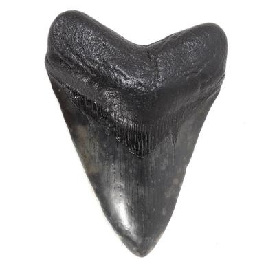 Sale Photo Thumbnail #258: Lot 258 ancient fossilized megalodon tooth