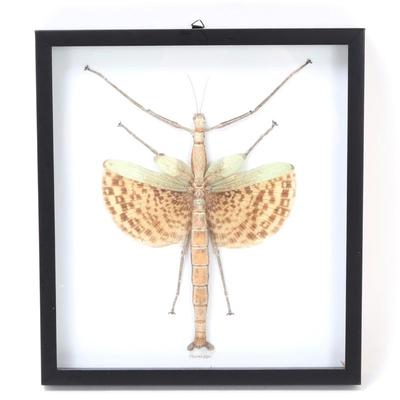 Lot 399 mounted phasma gigas stick insect