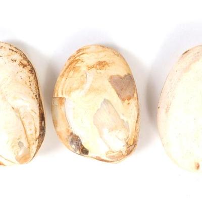 Sale Photo Thumbnail #272: Lot 272 group of three fossilized clam shells