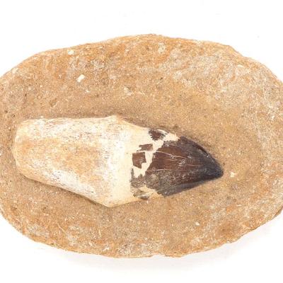 Sale Photo Thumbnail #264: Lot 264 ancient fossilized mosasaur tooth