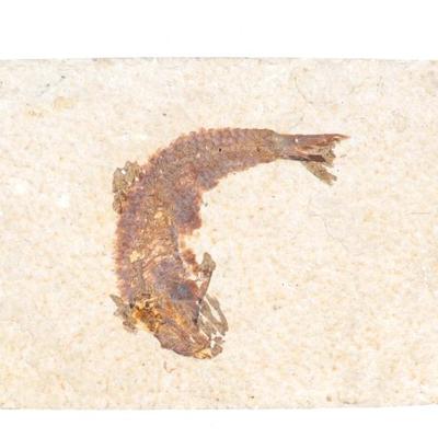 Sale Photo Thumbnail #261: Lot 261 fossilized fish stone slab