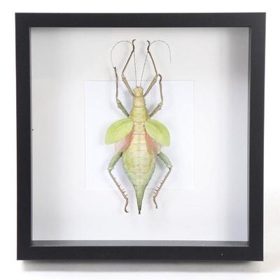 Lot 400 shadowboxed adult female malaysian jungle nymph