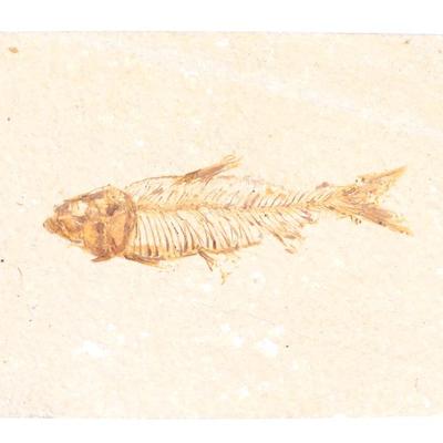 Sale Photo Thumbnail #260: Lot 260 ancient fossilized fish slab