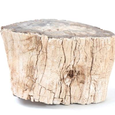 Sale Photo Thumbnail #271: Lot 271 beautiful petrified wood branch section