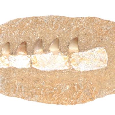 Sale Photo Thumbnail #263: Lot 263 ancient fossilized mosasaur teeth jaw