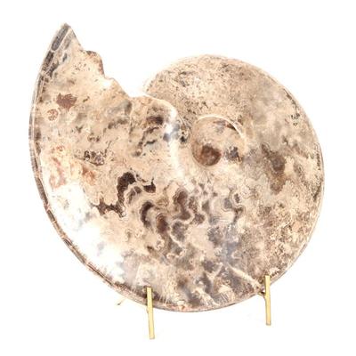 Sale Photo Thumbnail #273: Lot 273 incredible large ancient ammonite fossil on stand