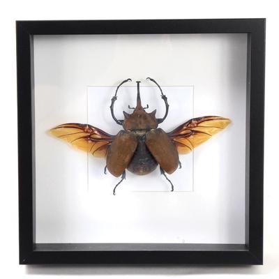 Lot 397 handsome elephant beetle wbrown shell yellow wings
