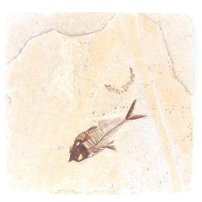 Sale Photo Thumbnail #262: Lot 262 wonderful fossilized ancient fish