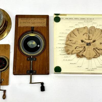 Scientific items Human brain cross sections 