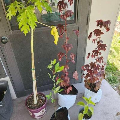 Florida Food Forest Plants - Caribbean Red Papaya, Cranberry Hibiscus, Pigeon Pea, Cuban Oregano