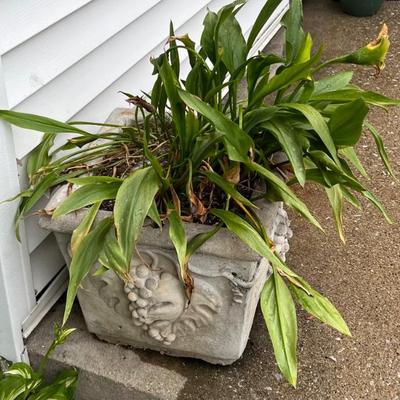 Cement Planters (2)