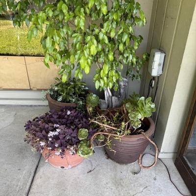 Various potted plants