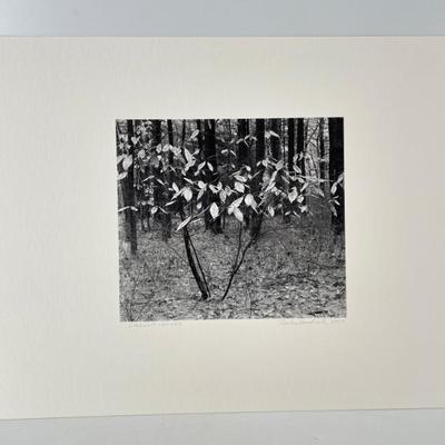 Sale Photo Thumbnail #434