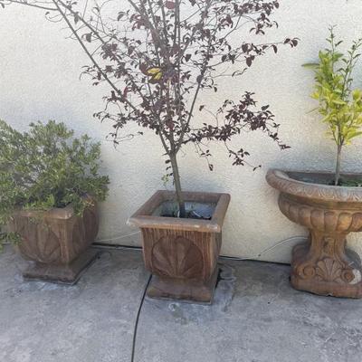Plants and pottery. 