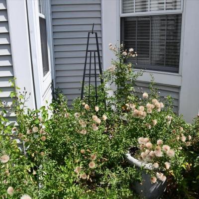 1444 back yard