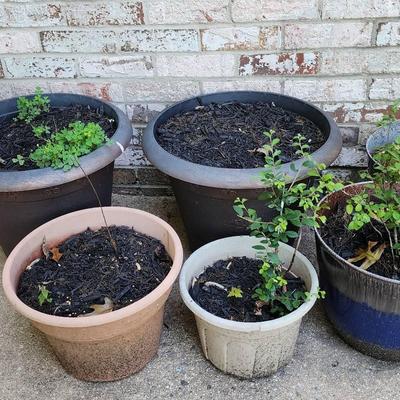 Planters- Plastic And Ceramic