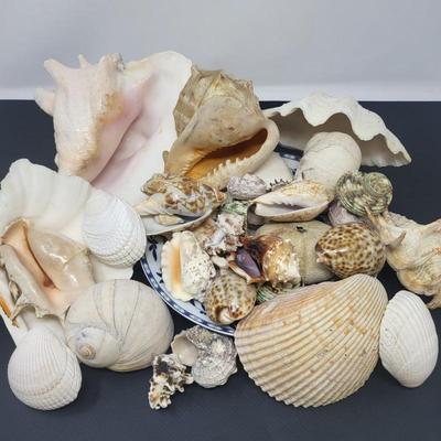 Seashell Collection