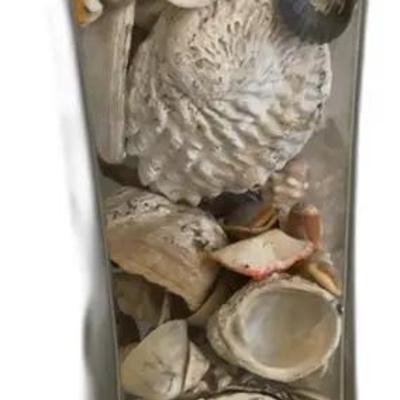 Seashell Collection in Glass Vase