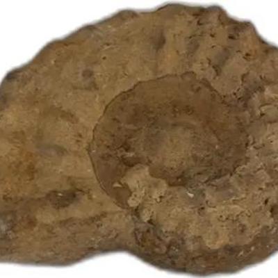 Ammonite Fossil
