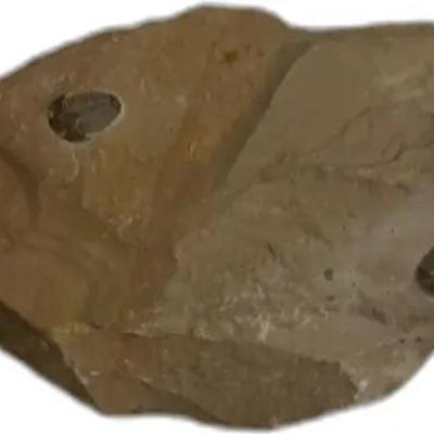 Trilobite Fossil Specimen