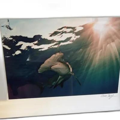 Brian Skerry Hammerhead Shark Framed Picture