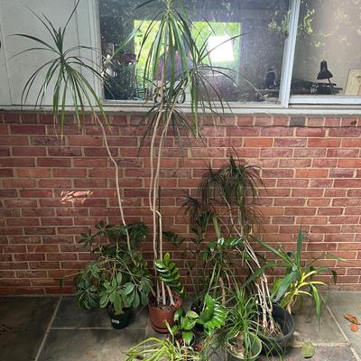 Live Plants - Tallest 80”