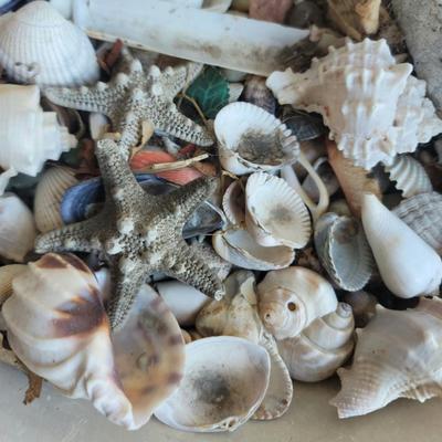 Sale Photo Thumbnail #78: A sea of shells