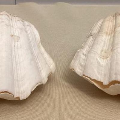 MMM161 Two Whole Bear Claw Giant Clam Shells