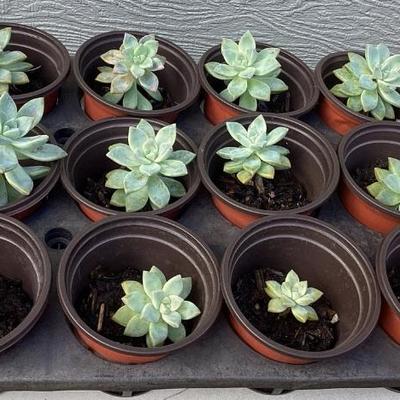 MMM233 Twelve Succulent Plants 