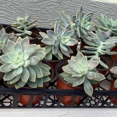 MMM232 Thirteen Succulent Plants 