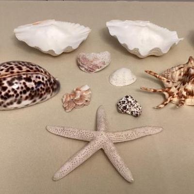 MMM100 Various Beautiful Sea Shells