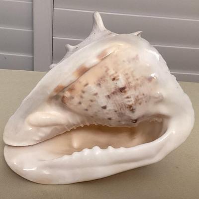 MMM159 Large King Conch Seashell 