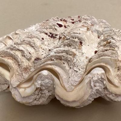 MMM160 Whole Giant Clam Shells