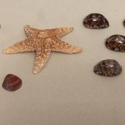 MMM162 Seashells, Sea Star & Coral