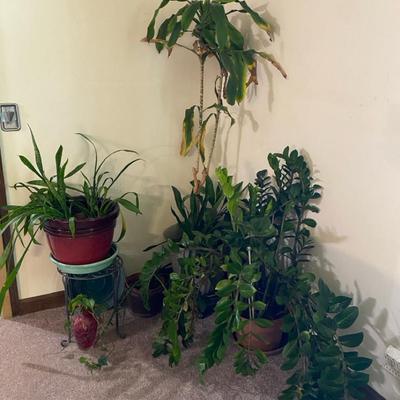 Green Thumb