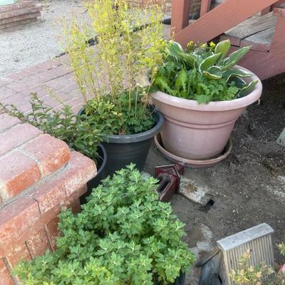 Plants 
