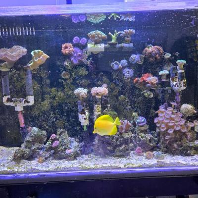 Sale Photo Thumbnail #33: Salt water tank 
Has many hammer corral inside which those alone run $175 a plant at the store ! We have 3 plus fish and more !!!! 
