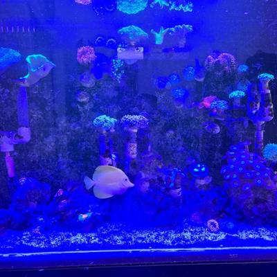 Sale Photo Thumbnail #34: Salt water tank with light on - showing coral and underwater fish in their environment. 