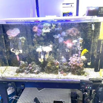 Salt water aquarium 