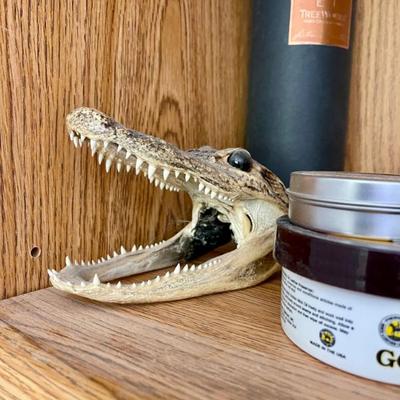 Real alligator head 