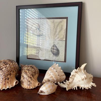 Seashells and Framed Shell Poster
