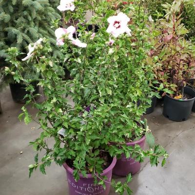 Sale Photo Thumbnail #173