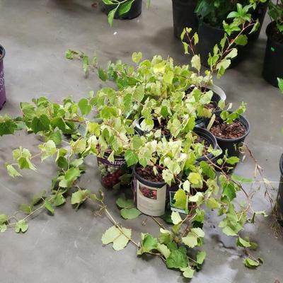 Sale Photo Thumbnail #169