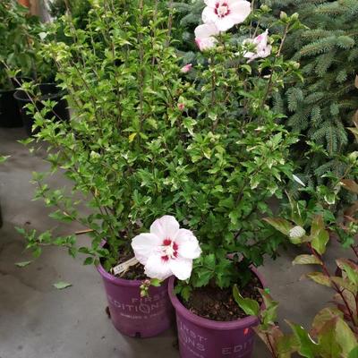 Sale Photo Thumbnail #172