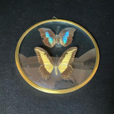 Brazilian Butterfly Specimens 