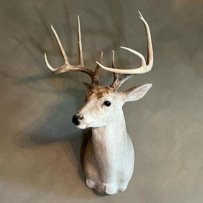 Deer Taxidermy Shoulder Mount I