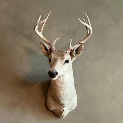 Deer Taxidermy Shoulder Mount II