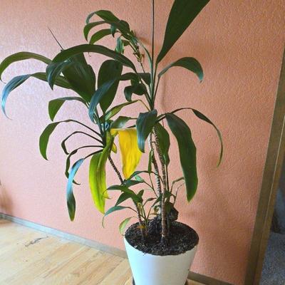 Live Houseplant