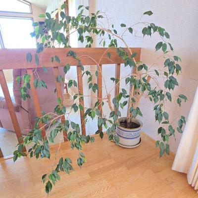Live Houseplant in Seashell Themed Planter